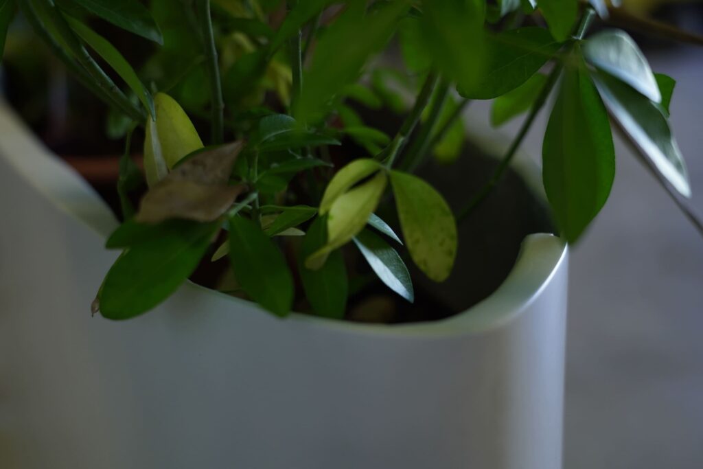 Jardinière Alizé JA100
